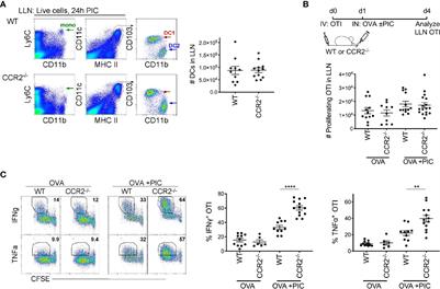 LN Monocytes Limit DC-Poly I:C Induced Cytotoxic T Cell Response via IL-10 and Induction of Suppressor CD4 T Cells